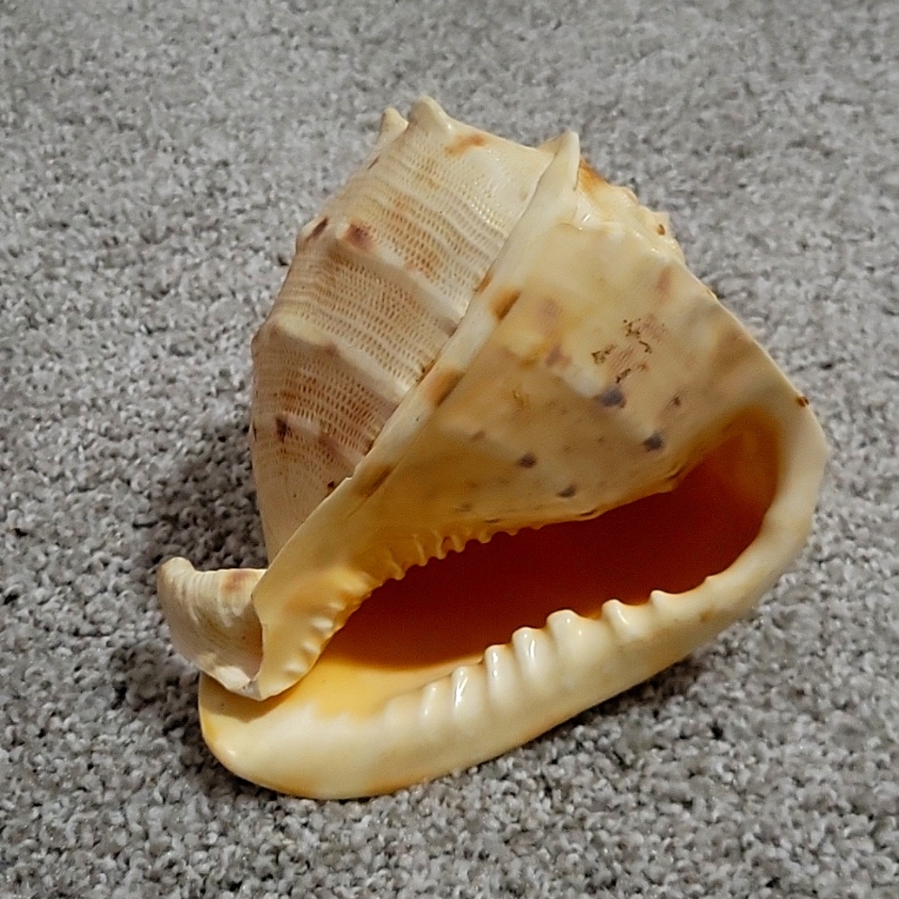 Queen Conch shell